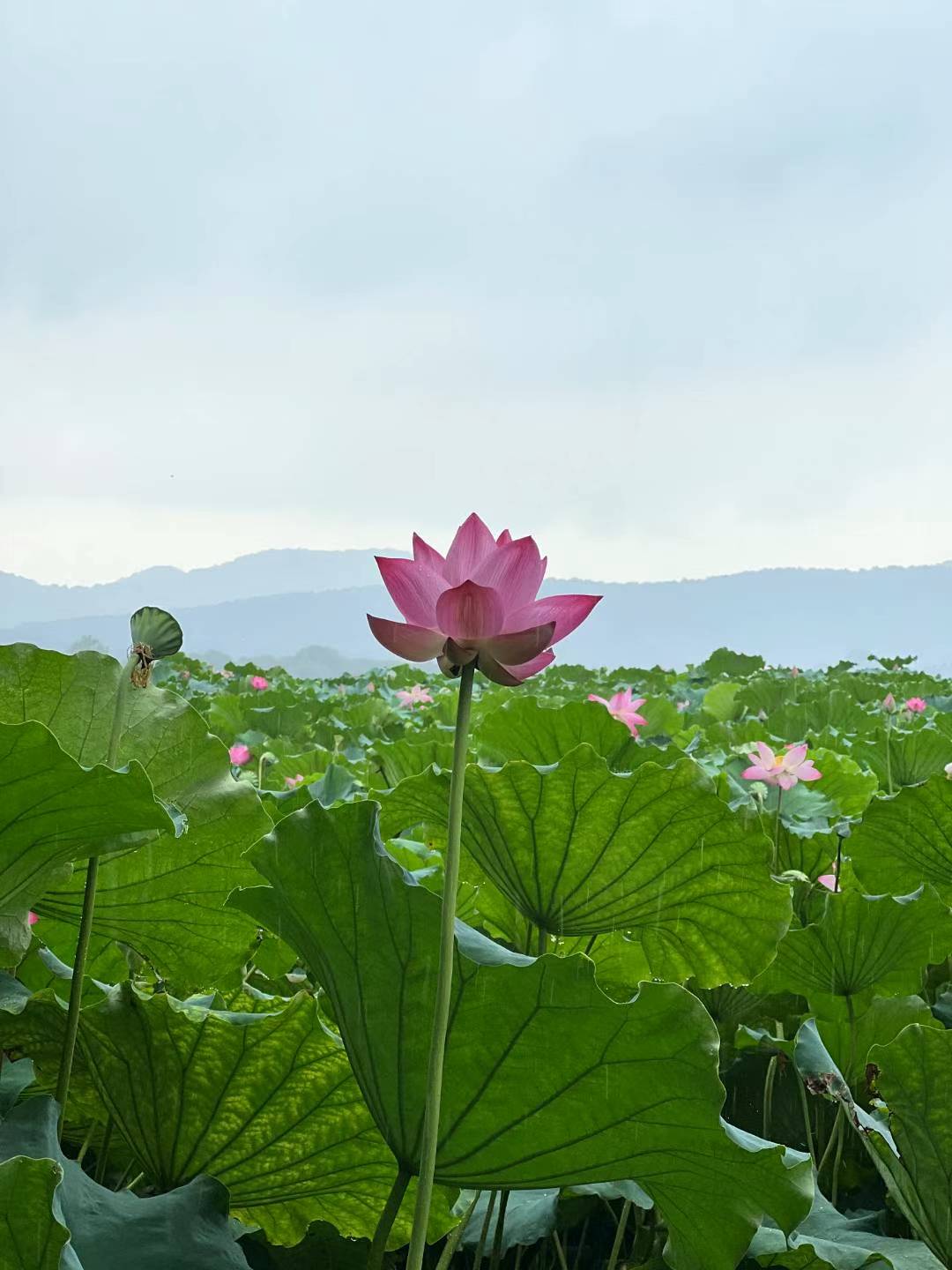 重在入门前，入门后的反省很少。弟子必须继续反省